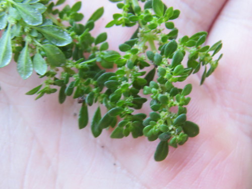 Rockweed (Pilea microphylla)