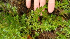 Rockweed (Pilea microphylla)