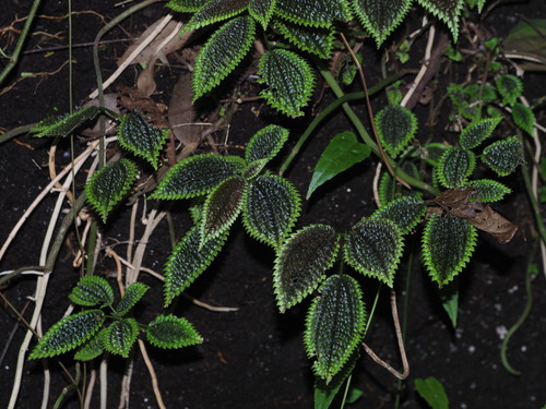 Pilea mollis (Pilea mollis)