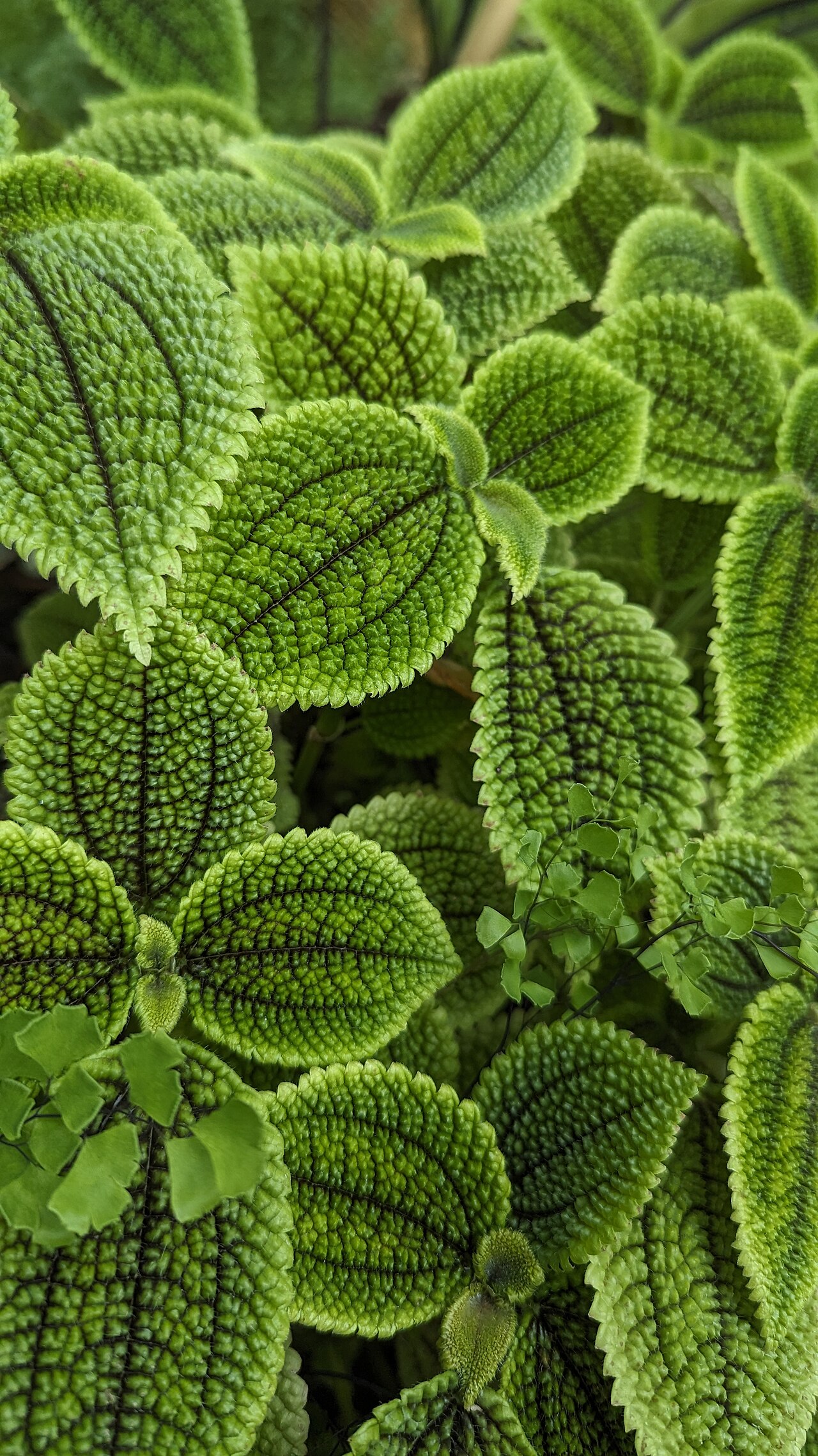 Pilea mollis: Pilea Mollis flower in the botanic garden at Castle Lednice