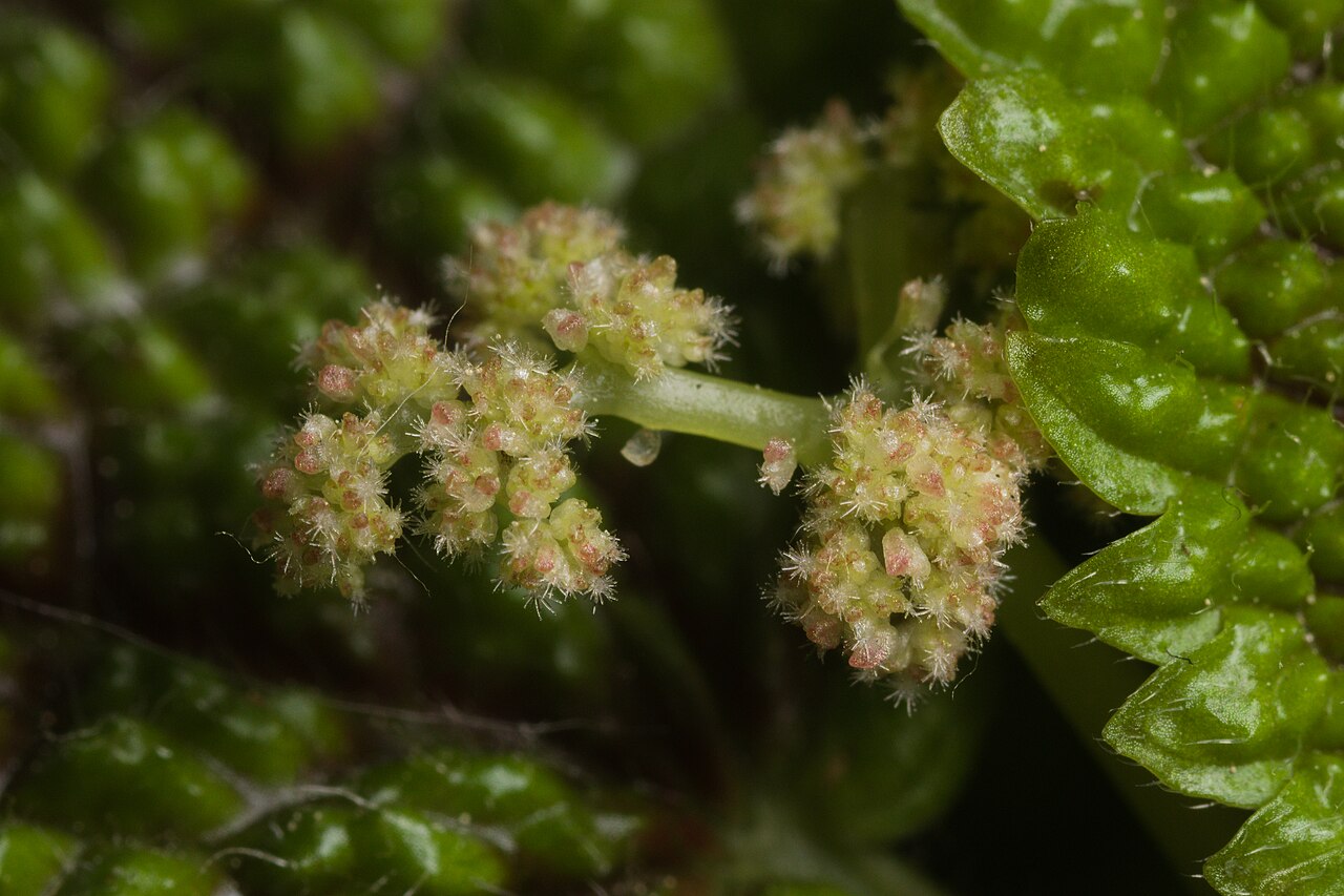 Pilea mollis: Pilea mollis inflorescence
