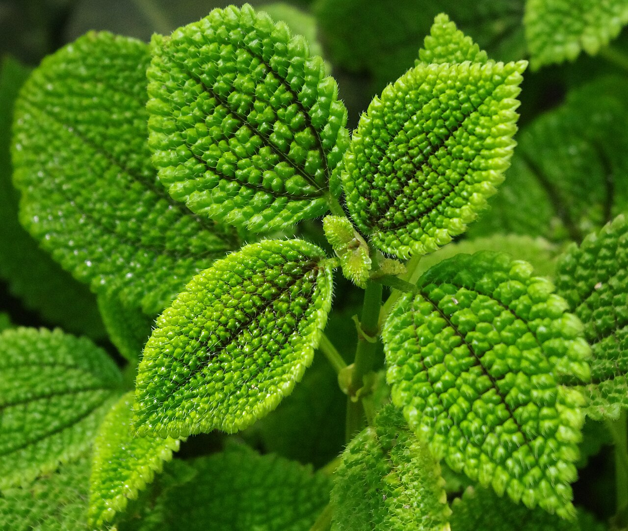 Pilea mollis: Pilea mollis at the ÖBG Bayreuth