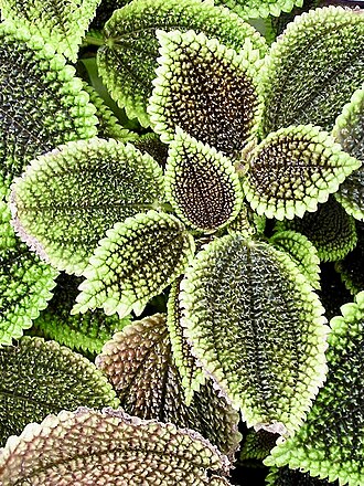 Pilea mollis: Pilea mollis. Berggarten Hannover.