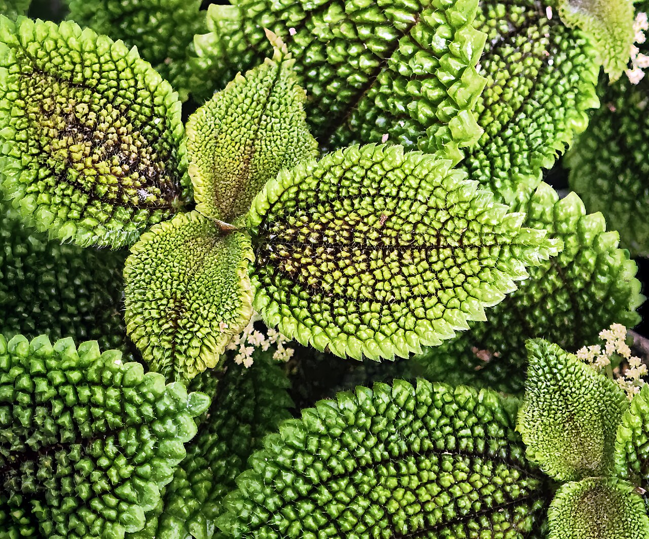 Pilea mollis: Pilea mollis - Foliage