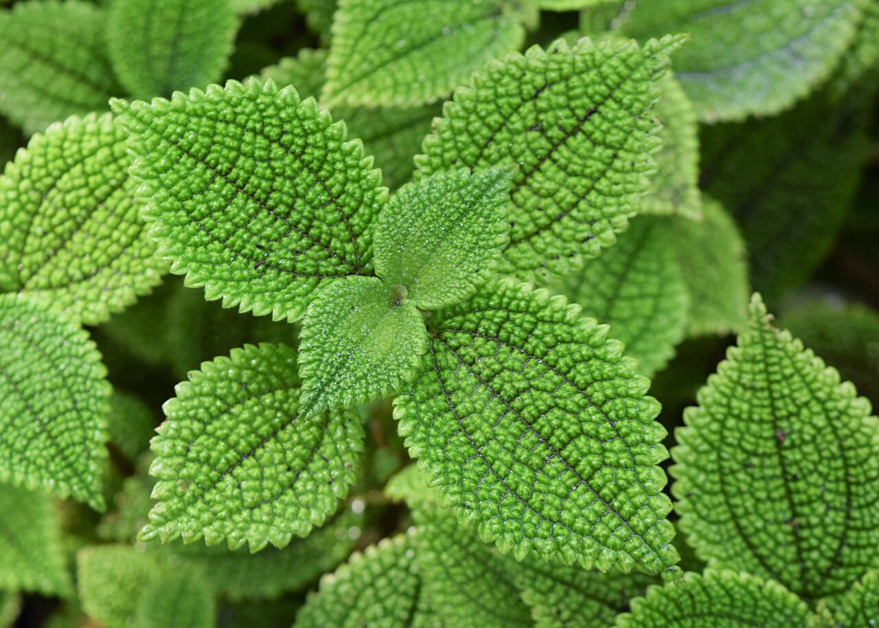 Pilea mollis: Pilea mollis in PAN Botanical Garden in Warsaw