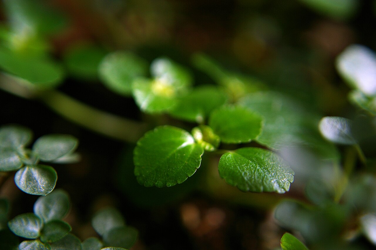 Creeping charlie: Pilea nummulariifolia
