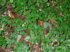 Creeping charlie (Pilea nummulariifolia)