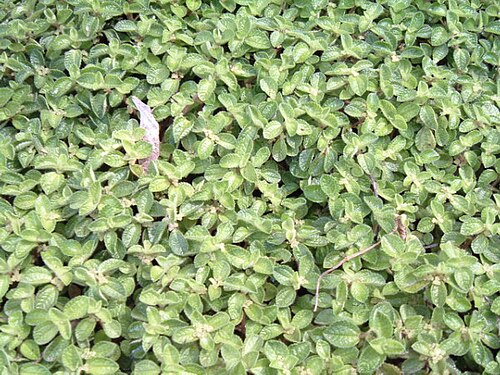 Creeping charlie (Pilea nummulariifolia)