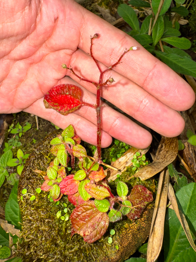 Creeping charlie (Pilea nummulariifolia)