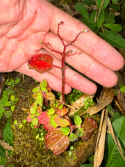 Creeping charlie (Pilea nummulariifolia)