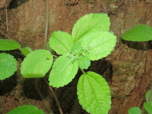 Creeping charlie (Pilea nummulariifolia)