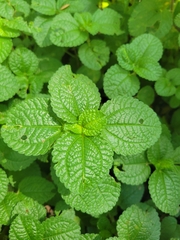 Creeping charlie (Pilea nummulariifolia)