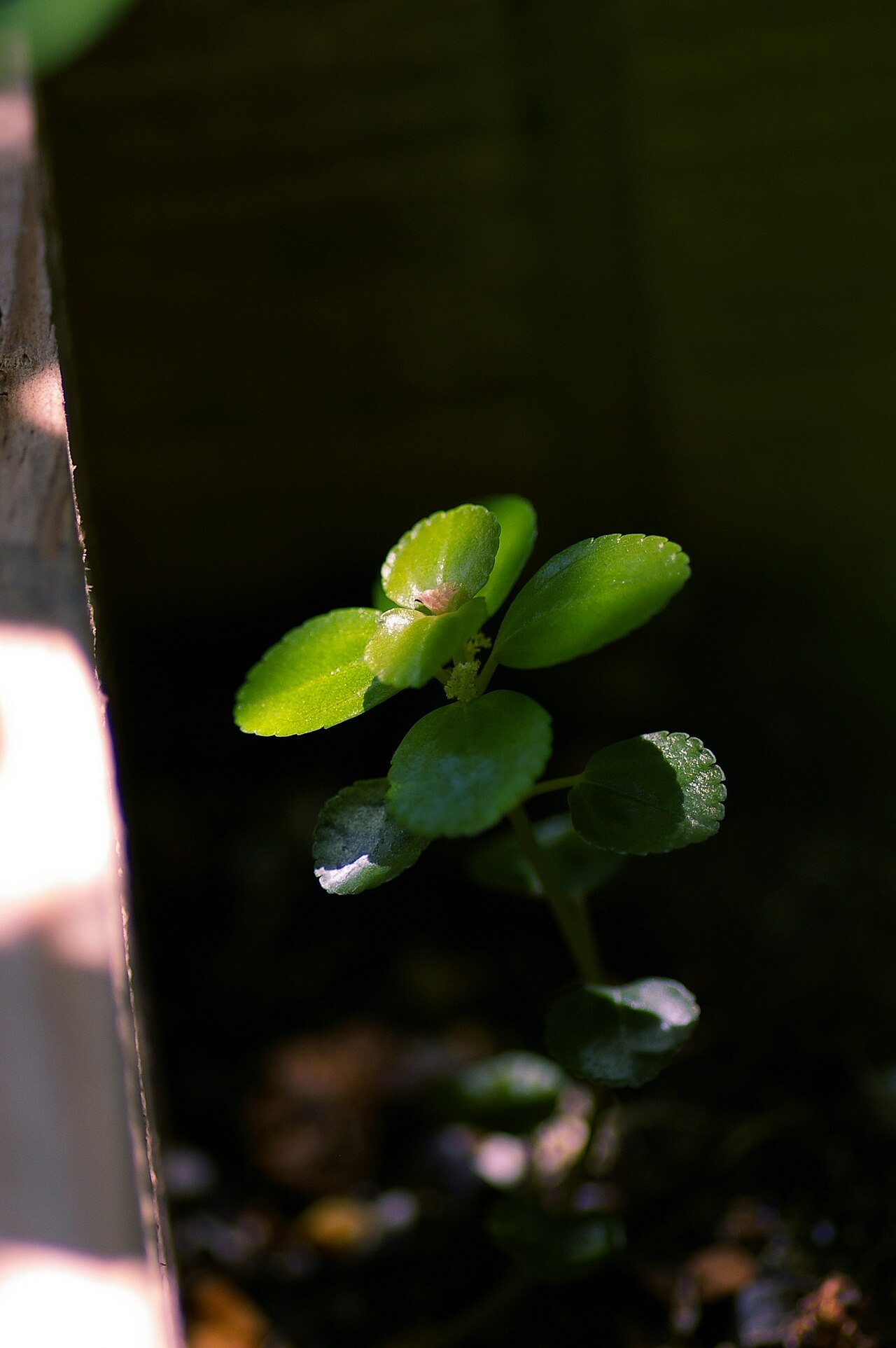 Creeping charlie: Pilea nummulariifolia