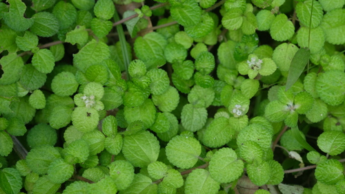 Creeping charlie (Pilea nummulariifolia)