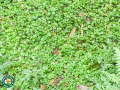 Creeping charlie (Pilea nummulariifolia)