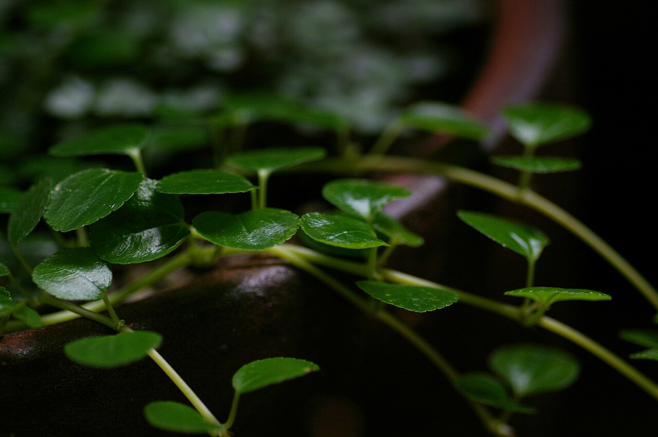 Creeping charlie: Pilea nummulariifolia