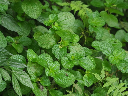 Creeping charlie (Pilea nummulariifolia)