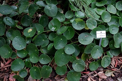 Chinese money plant: Botanical specimen in the Botanischer Garten, Dresden, Germany.