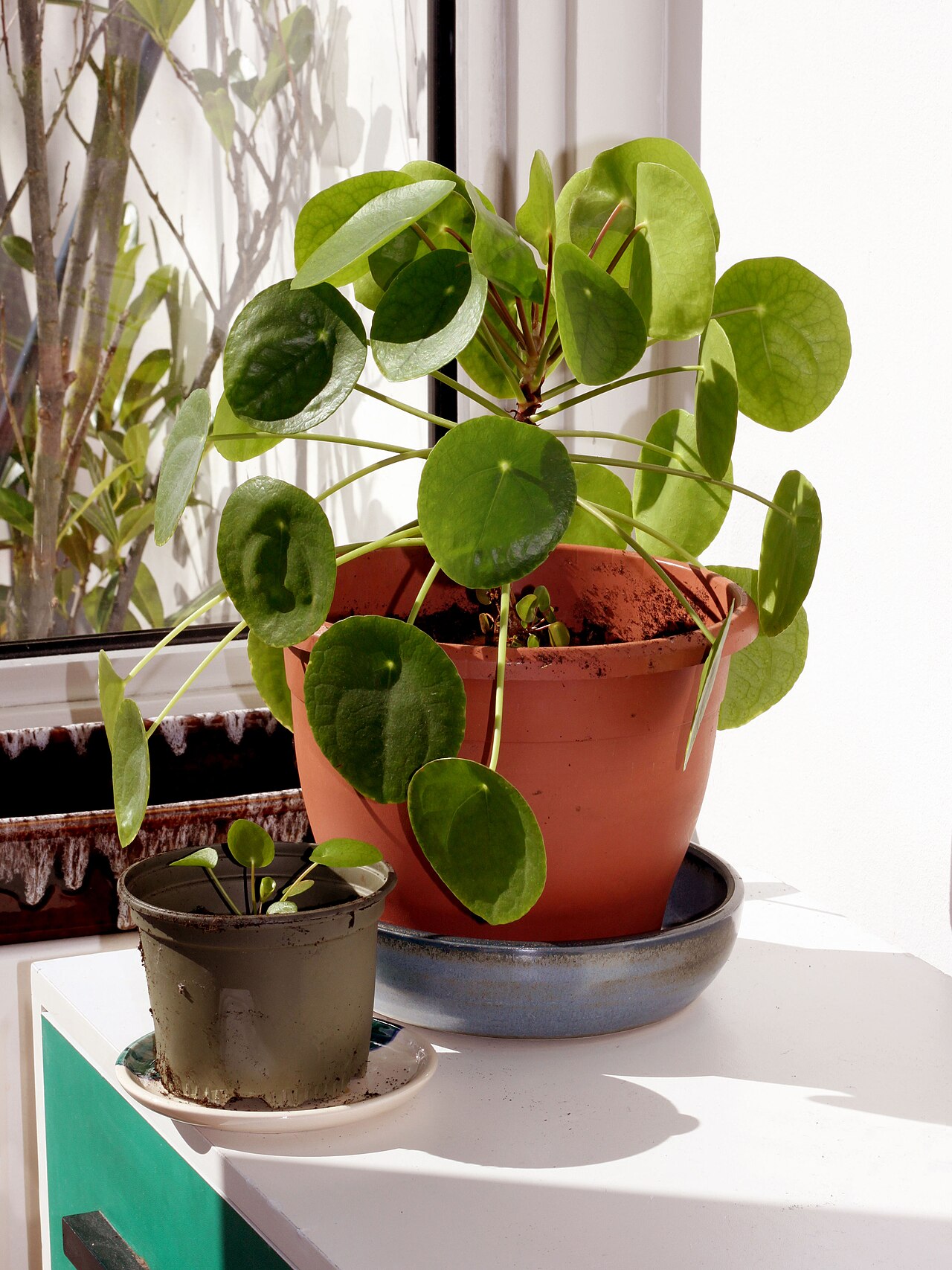 Chinese money plant: Pilea peperomioides (Chinese money plant) in both fully grown and infant state.