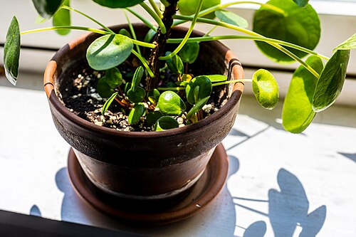 Chinese money plant: Pilea peperomiodes and pups