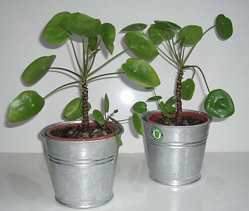 Chinese money plant: Pilea peperomioides