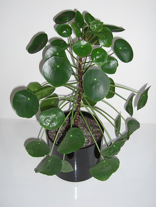 Chinese money plant: Pilea peperomioides
