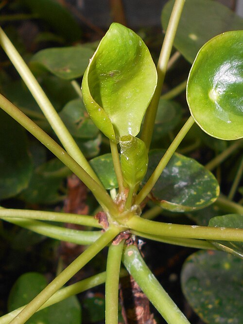 Chinese money plant: Pilea peperomioides , UMCS Botanical Garden in Lublin, Poland.