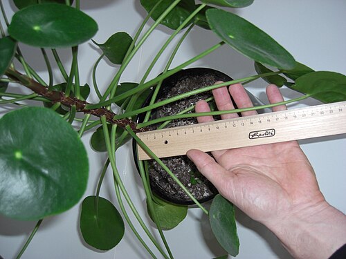 Chinese money plant: Pilea peperomioides