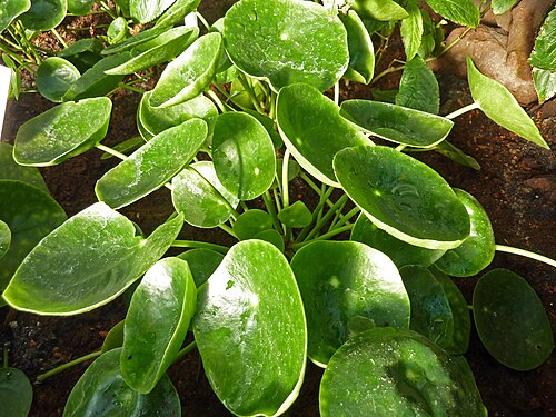 Chinese money plant: Pilea peperomioides in the Botanical Garden, Berlin.