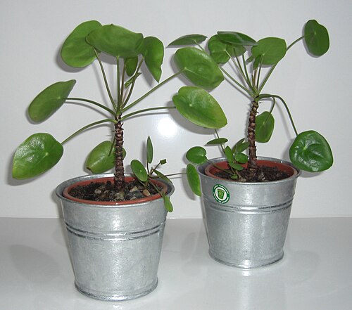 Chinese money plant: Pilea peperomioides