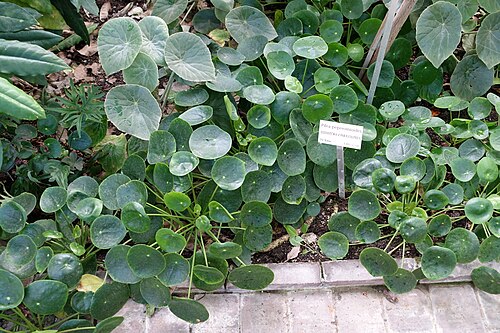 Chinese money plant: Botanical specimen in the Bergianska trädgården - Stockholm, Sweden.