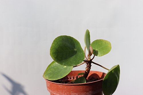 Chinese money plant: Pilea peperomioides at the Botanical garden of the Institute of Biology, Faculty of Natural Sciences and Mathematics, Skopje, Macedonia.