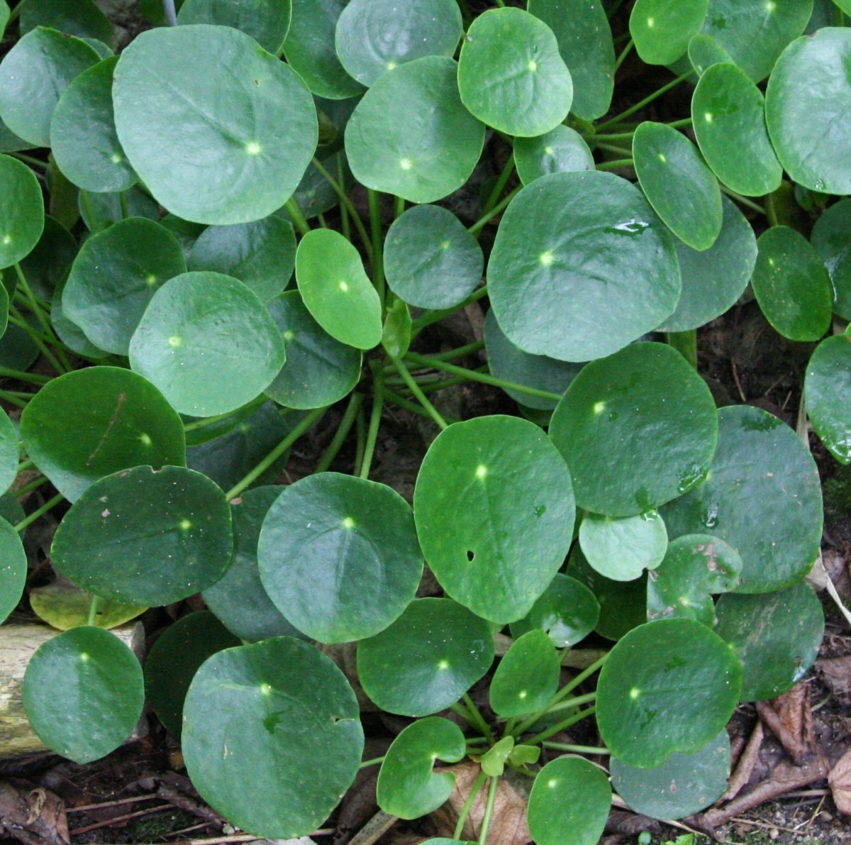 Chinese money plant: Pilea peperomioides
