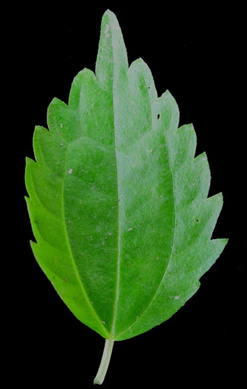 Canadian clearweed: Nom français : piléa nain. Nom anglais : dwarf clearweed. Feuille de piléa nain, vue de dessus.