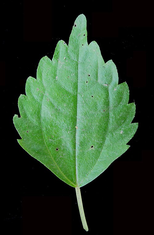 Canadian clearweed: Nom français : piléa nain. Nom anglais : dwarf clearweed. Feuille de piléa nain, vue de dessus.