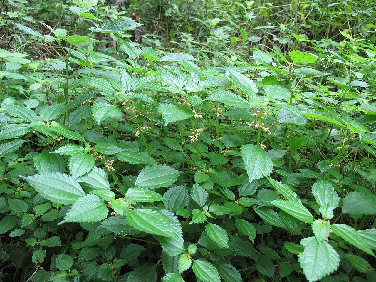 Canadian clearweed: Nom français : piléa nain. Nom anglais : dwarf clearweed. Plants en fleur (inflorescence) de piléa nain, en milieu naturel.