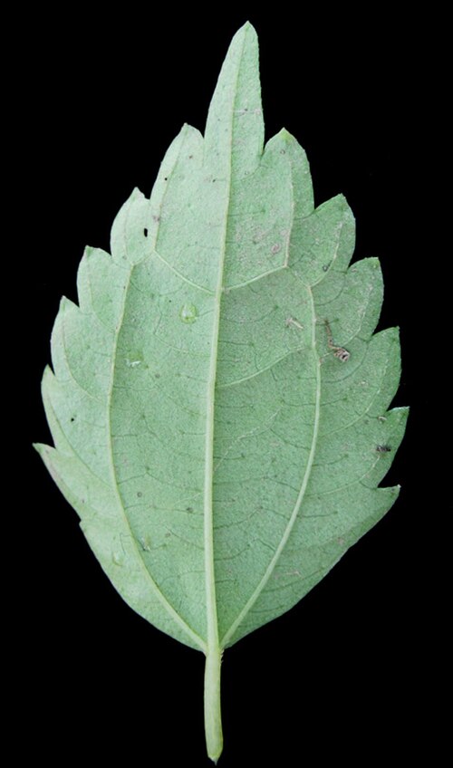 Canadian clearweed: Nom français : piléa nain. Nom anglais : dwarf clearweed. Feuille de piléa nain, vue de dessous.