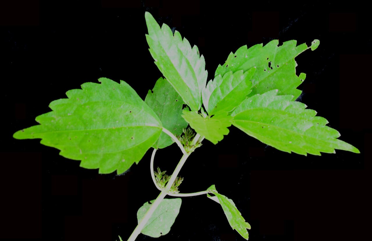 Canadian clearweed: Nom français : piléa nain. Nom anglais : dwarf clearweed. Tige, feuilles et inflorescence (fleurs) de piléa nain.