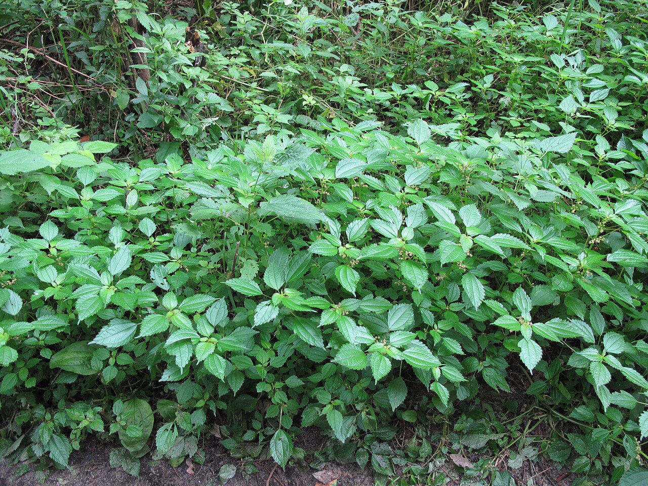 Canadian clearweed: Nom français : piléa nain. Nom anglais : dwarf clearweed. Plants de piléa nain, en milieu naturel.