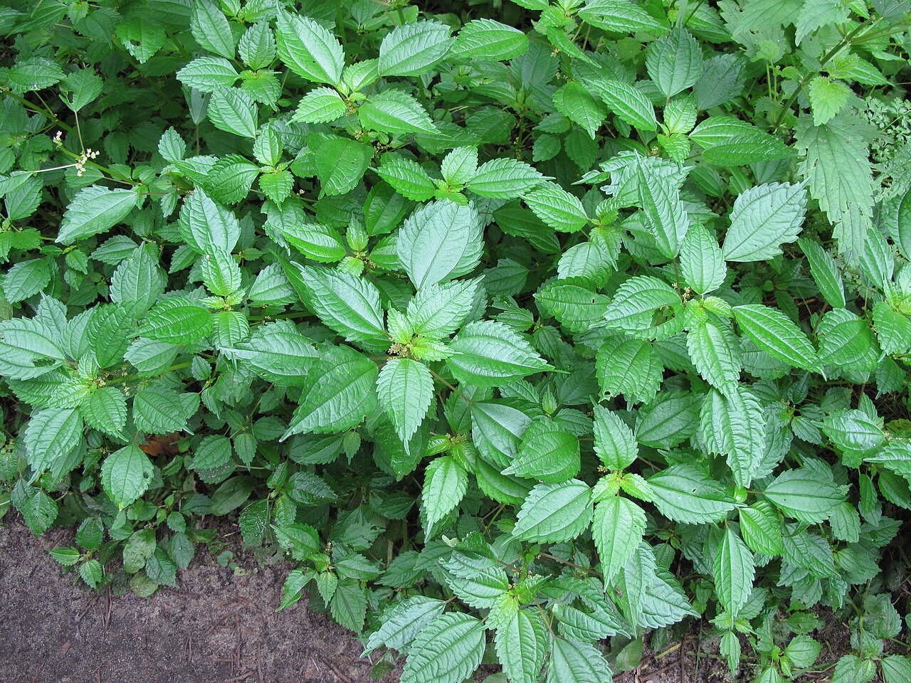 Canadian clearweed: Nom français : piléa nain. Nom anglais : dwarf clearweed. Plants de piléa nain, en milieu naturel.