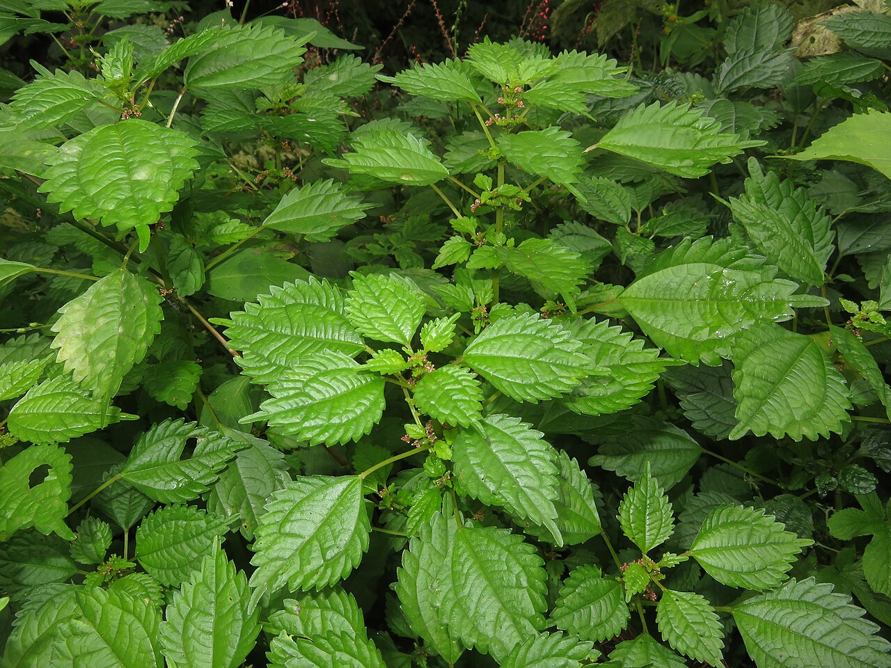 Canadian clearweed: Pilea pumila , Aizu area, Fukushima pref., Japan