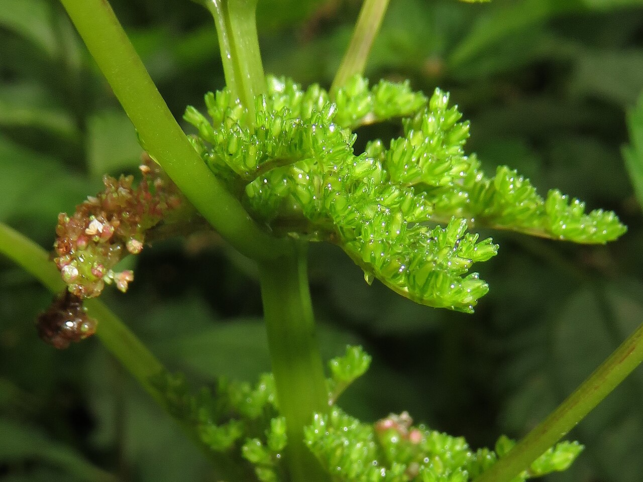 Canadian clearweed: Pilea pumila , Aizu area, Fukushima pref., Japan