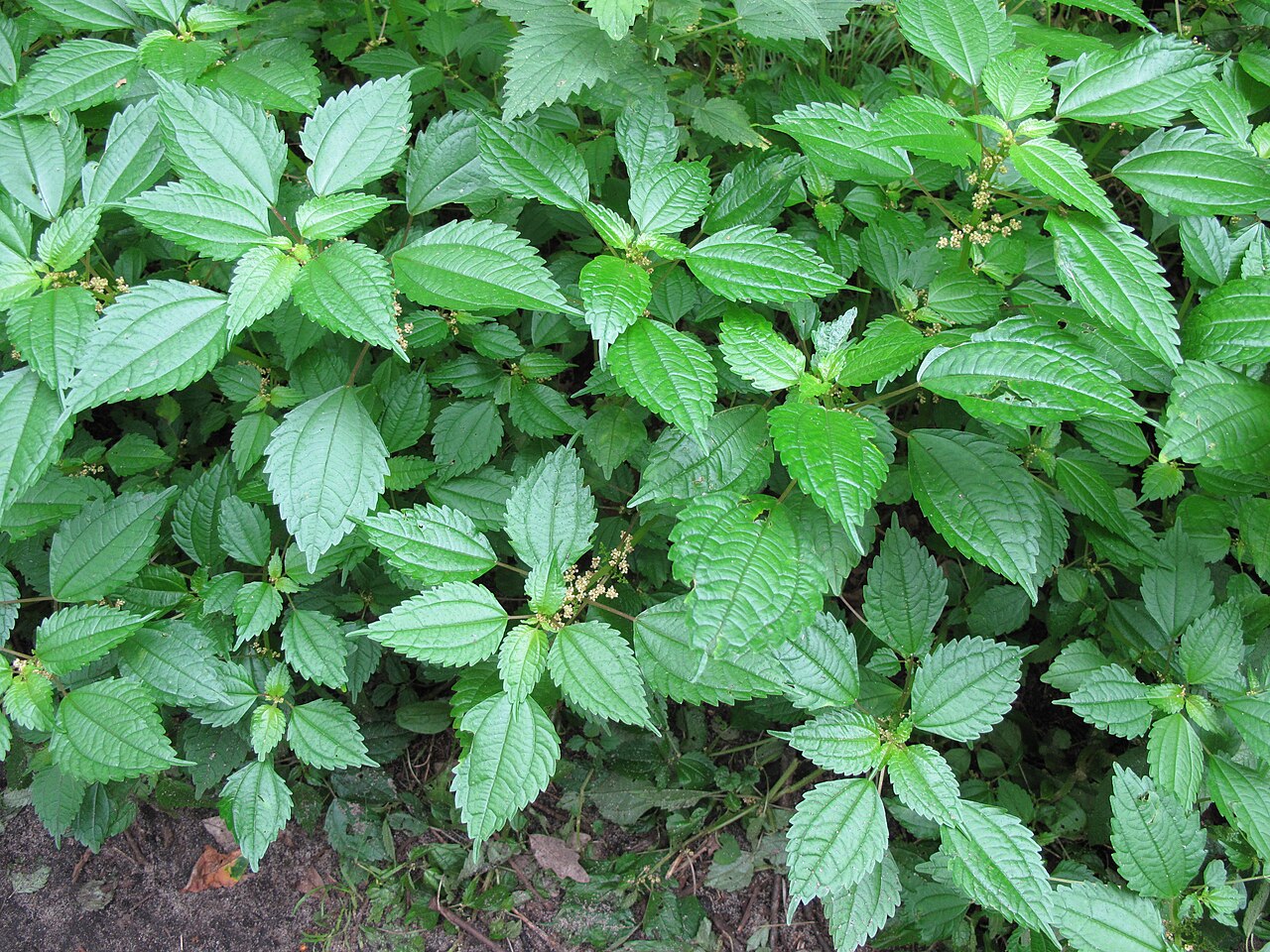 Canadian clearweed: Nom français : piléa nain. Nom anglais : dwarf clearweed. Plants en fleur (inflorescence) de piléa nain, en milieu naturel.