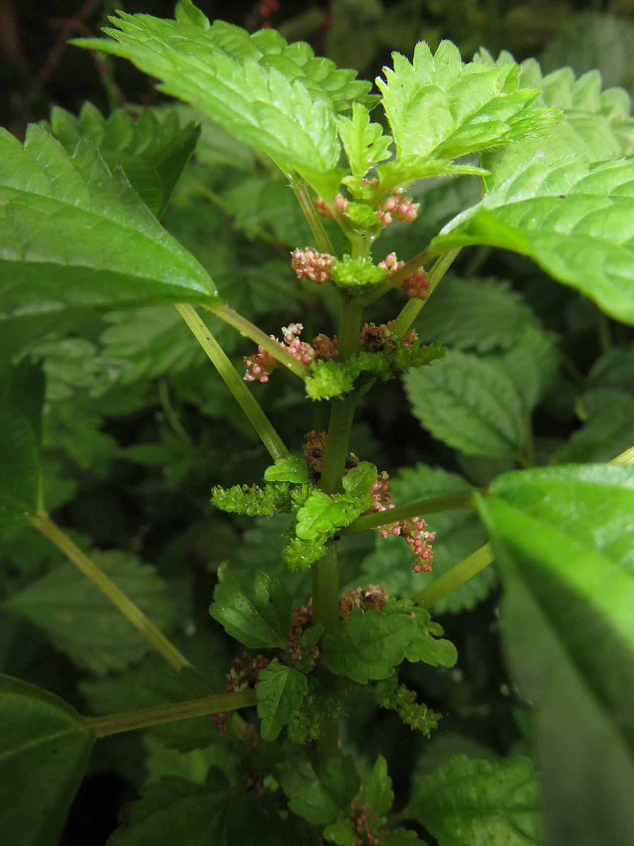 Canadian clearweed: Pilea pumila , Aizu area, Fukushima pref., Japan