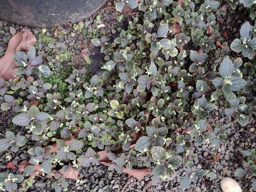 Pilea spruceana (Pilea spruceana)