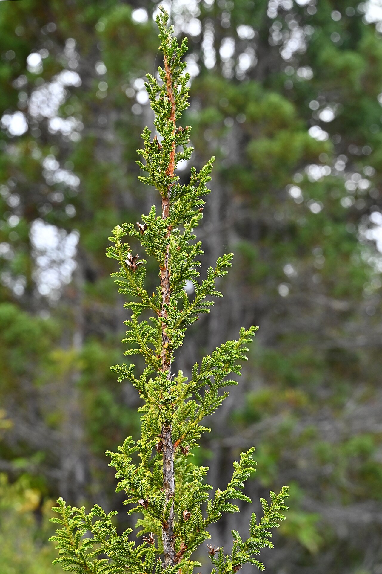 Guaitecas cypress: Pilgerodendron uviferum near entrance to Alerce Costero PN at T-80, Los Rios, Chile