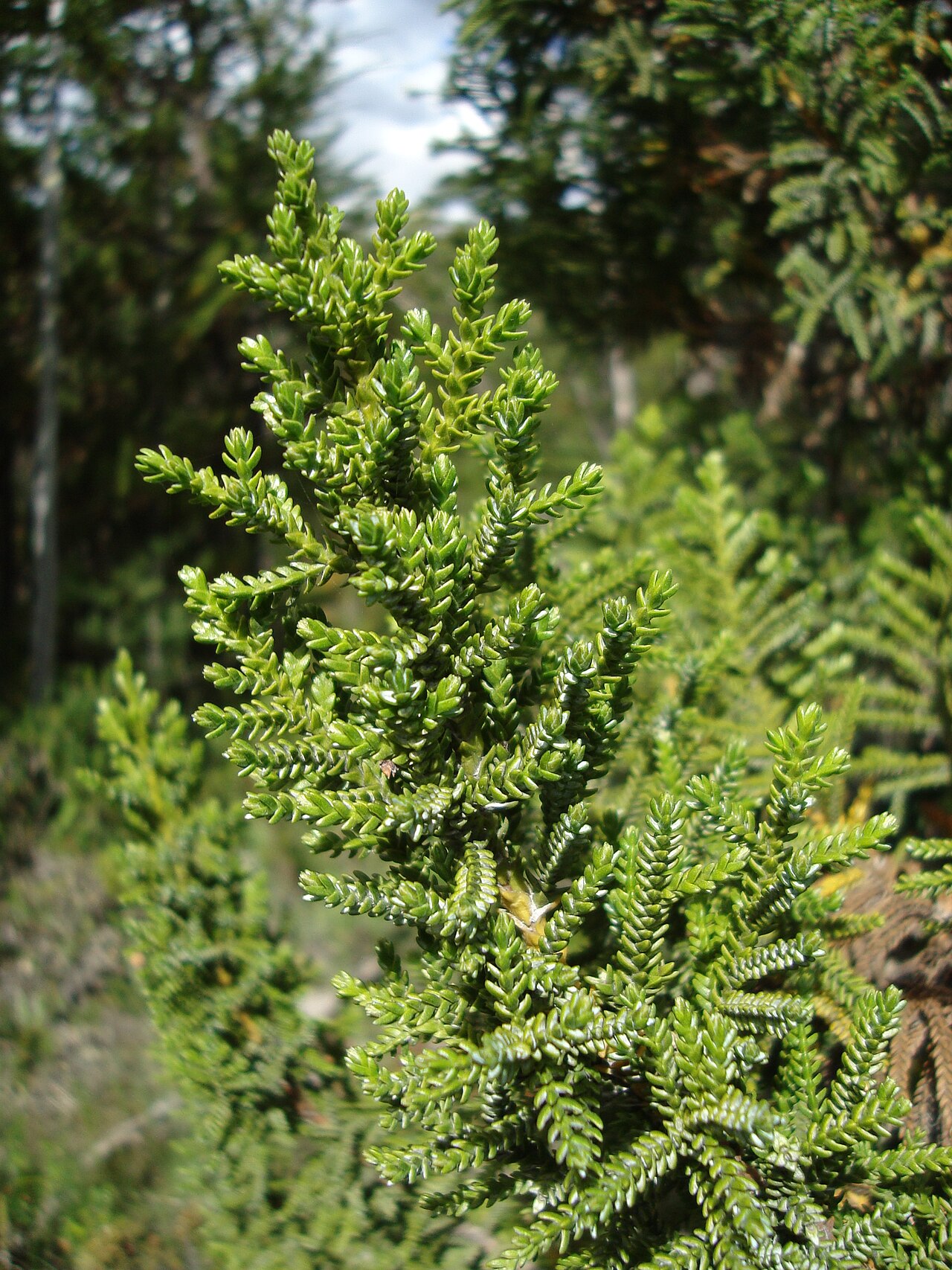 Guaitecas cypress: Pilgerodendron uviferum between Cochrane and Tortel on the carretera austral, Aisén Region, southern Chile
