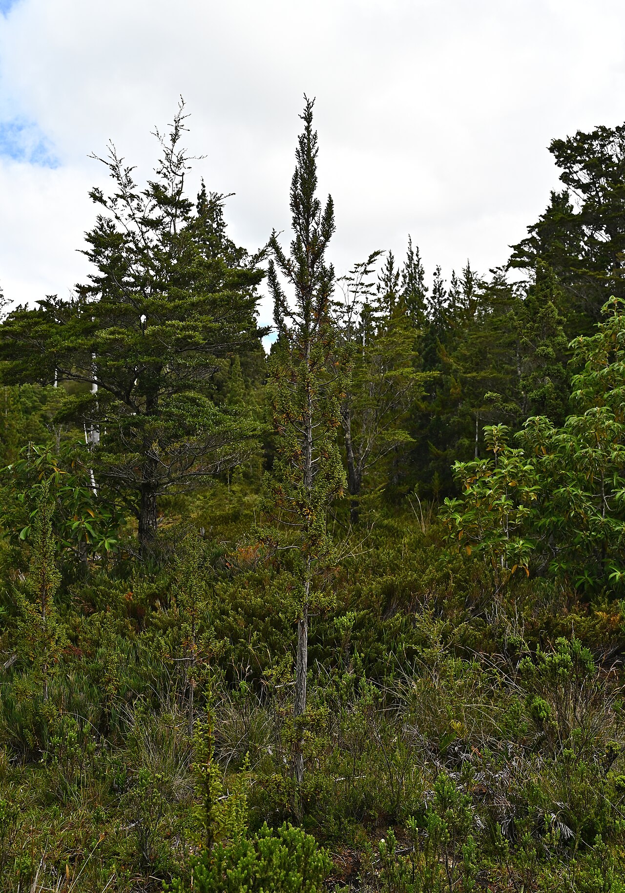 Guaitecas cypress: Pilgerodendron uviferum near entrance to Alerce Costero PN at T-80, Los Rios, Chile