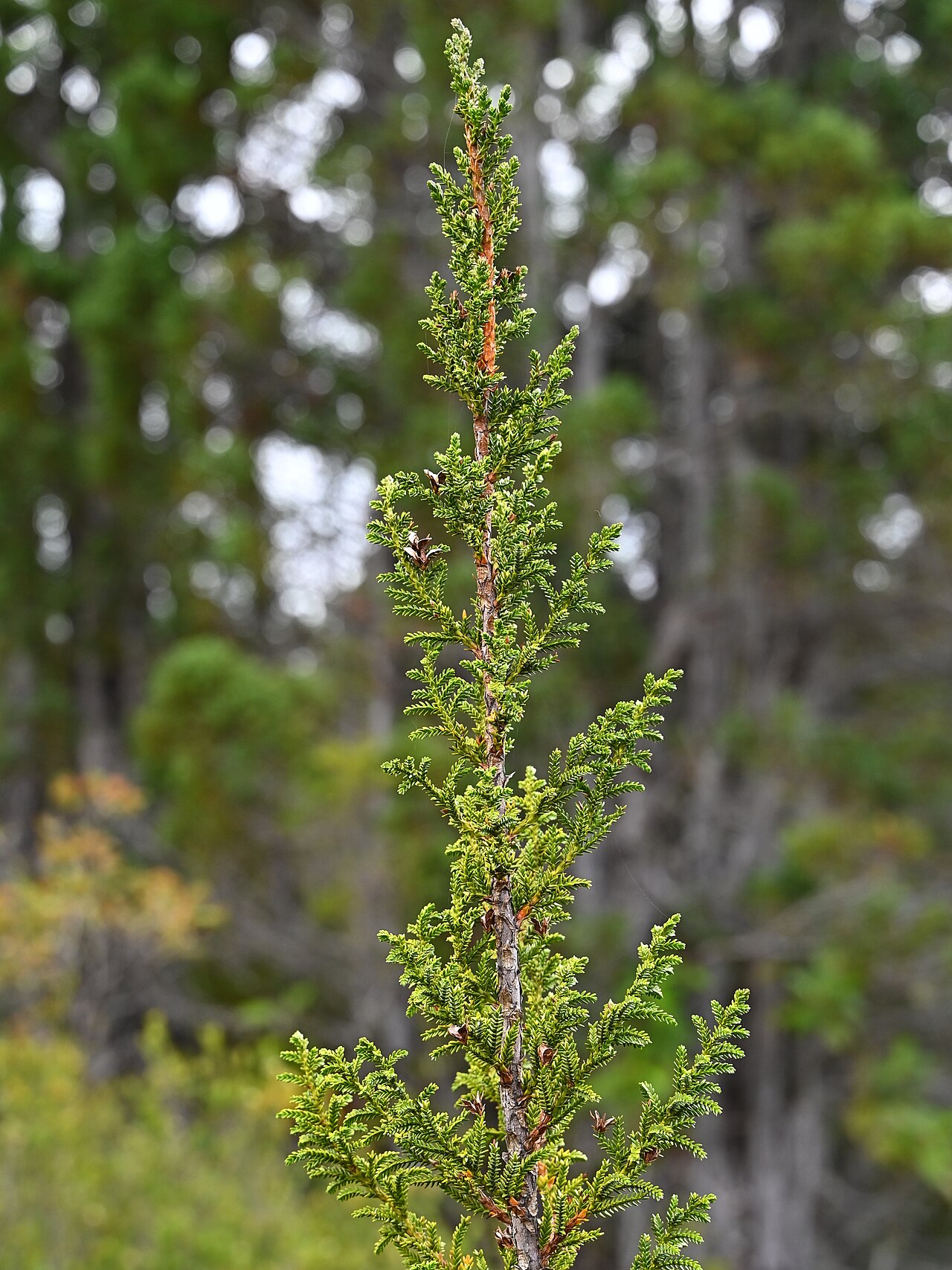 Guaitecas cypress: Pilgerodendron uviferum near entrance to Alerce Costero PN at T-80, Los Rios, Chile