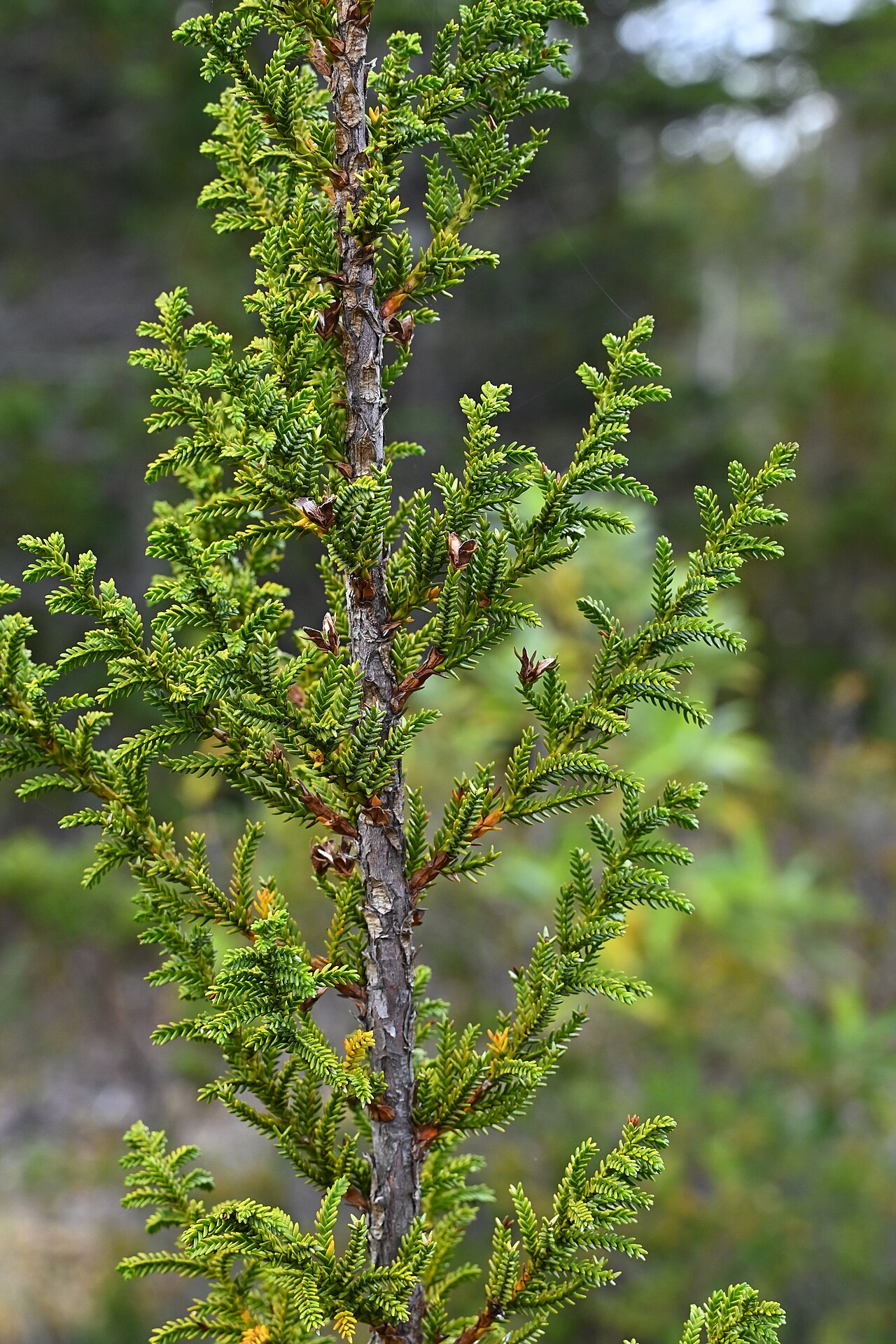 Guaitecas cypress: Pilgerodendron uviferum near entrance to Alerce Costero PN at T-80, Los Rios, Chile